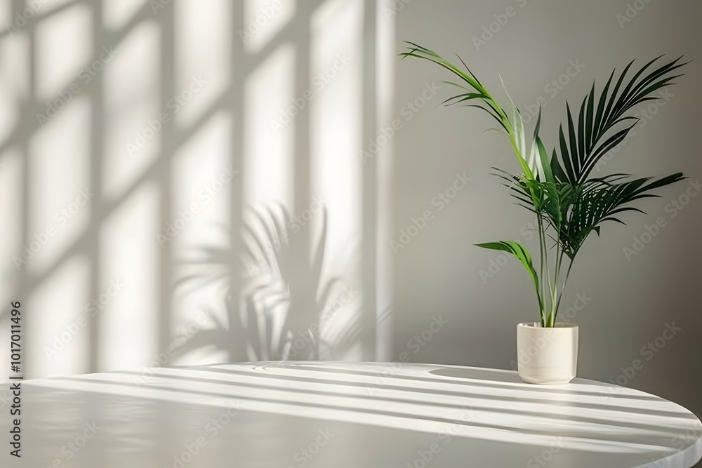 Serene Indoor Plant with Soft Shadows on a Table Serene Indoor Plant with Soft Shadows on a Table