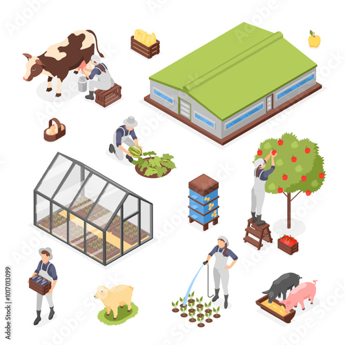 Isometric farm characters. People working with plants and animal in garden, watering and collect fruits and vegetables. Agriculture greenhouse flawless vector set