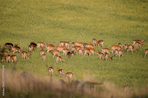 Tablou pe pânză deer heard