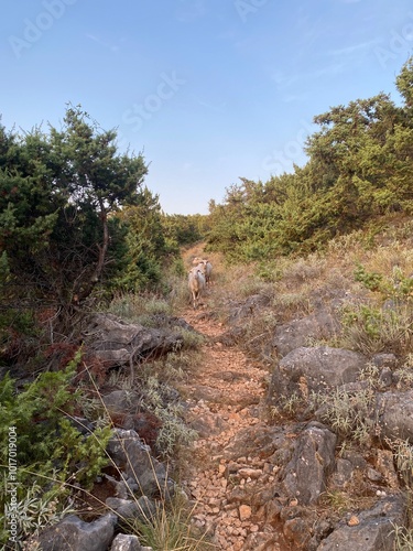 Mountain sheeps on a path close to moby's beach in Vrbnik, Croatia photo