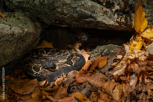 Timber rattlesnake basking just outside its hibernaculum on a warm October day from New York  photo