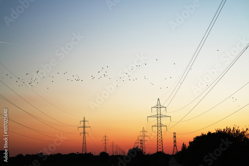 power lines at sunset, birds