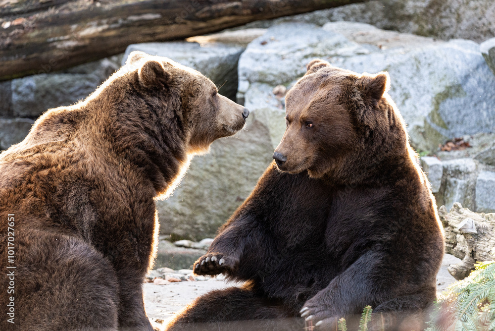 Obraz premium Zwei Braunbären im Straubinger Tiergarten