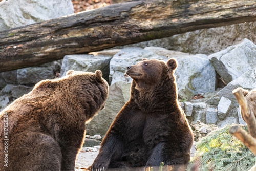 Zwei Braunbären im Straubinger Tiergarten photo