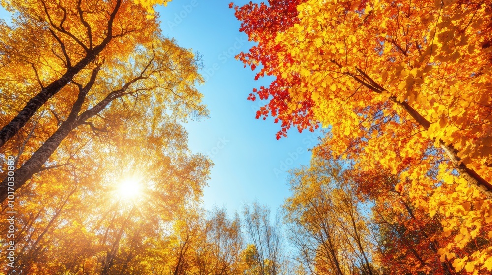vibrant autumn forest with golden and red leaves, sunlight streaming through the trees, against a clear blue sky vibrant autumn forest with golden and red leaves, sunlight streaming through the trees, against a clear blue sky