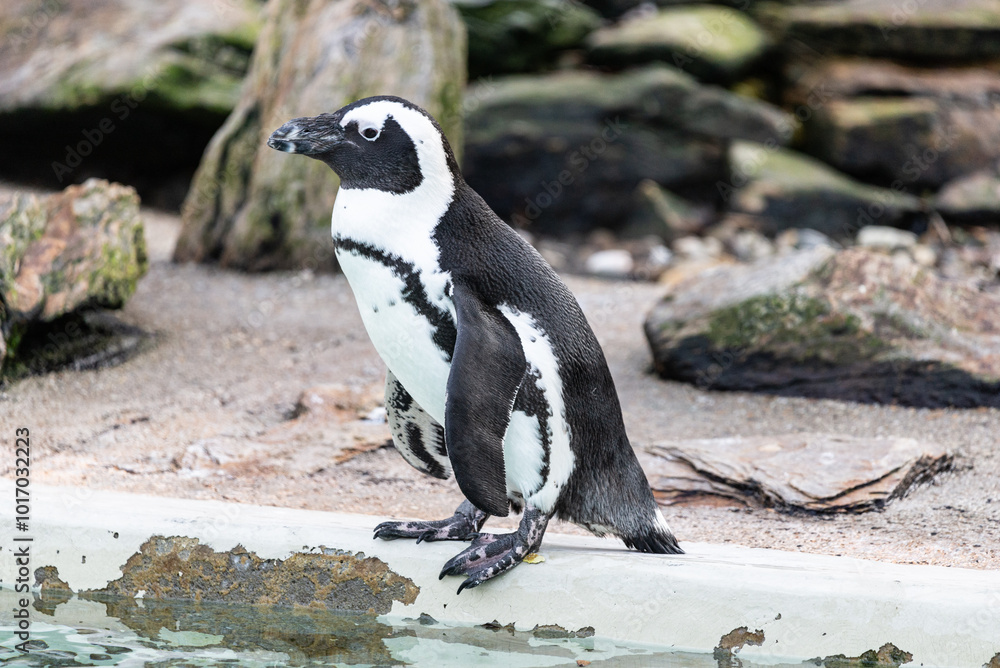 Fototapeta premium Nahaufnahme eines Pinguins