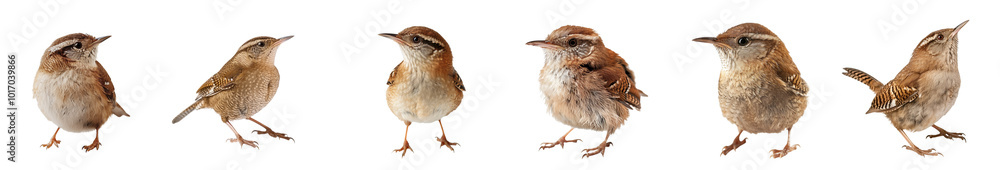 Close-up of house wren bird in studio light, isolated on transparent background, generative AI Close-up of house wren bird in studio light, isolated on transparent background, generative AI