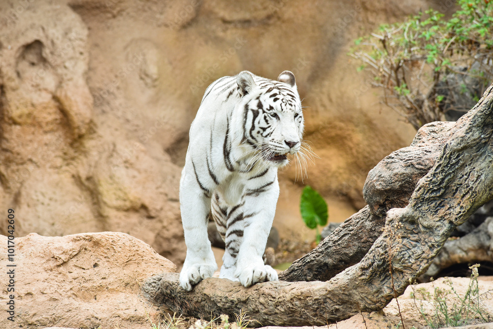 White tiger or Bengal tiger