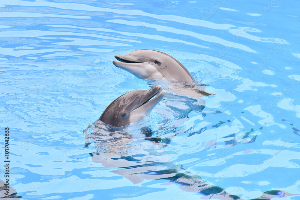 A dolphin is a highly intelligent marine mammal