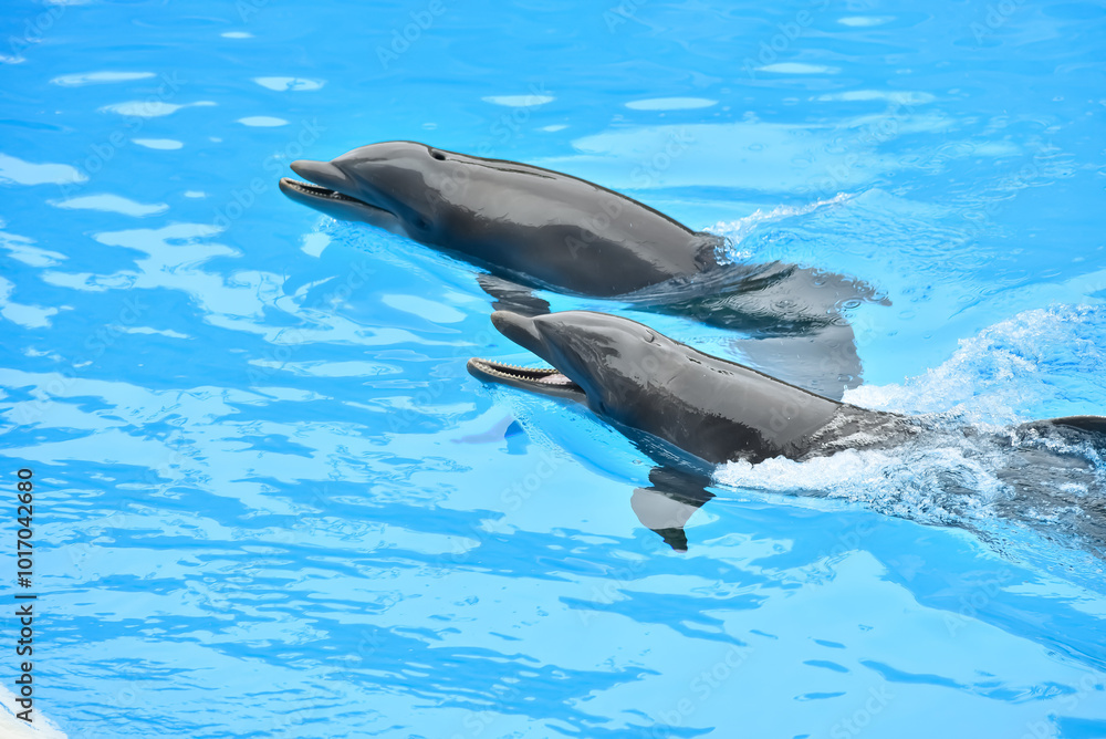 A dolphin is a highly intelligent marine mammal
