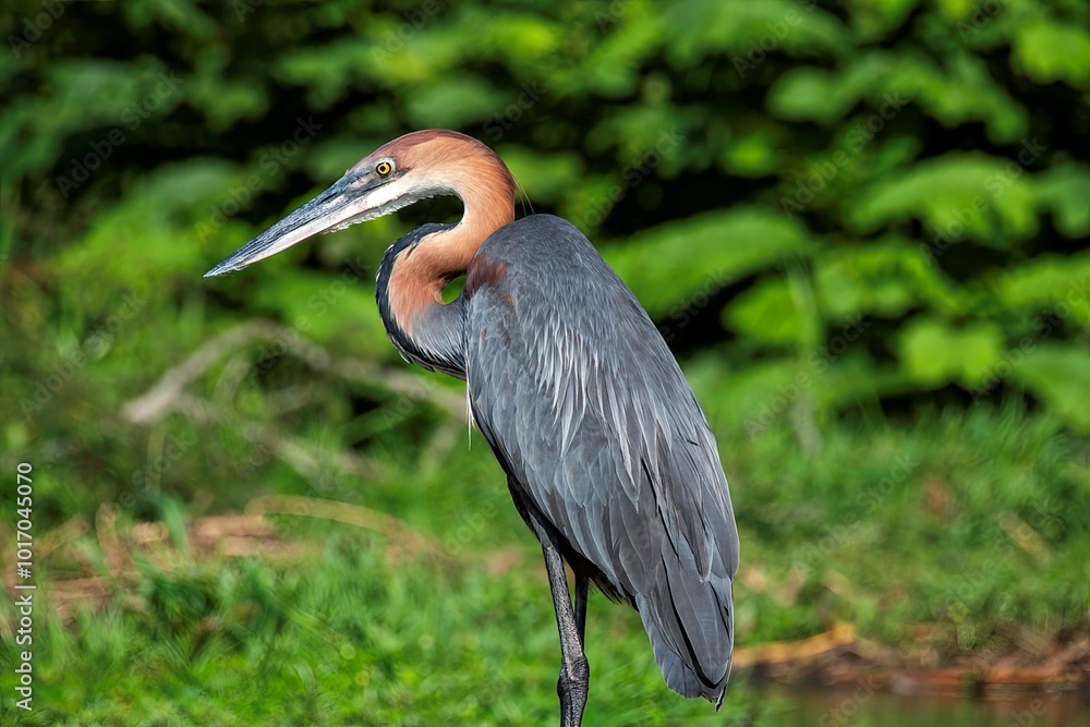Goliath Heron at the white Nile river in Murchison falls national park in Uganda Goliath Heron at the white Nile river in Murchison falls national park in Uganda