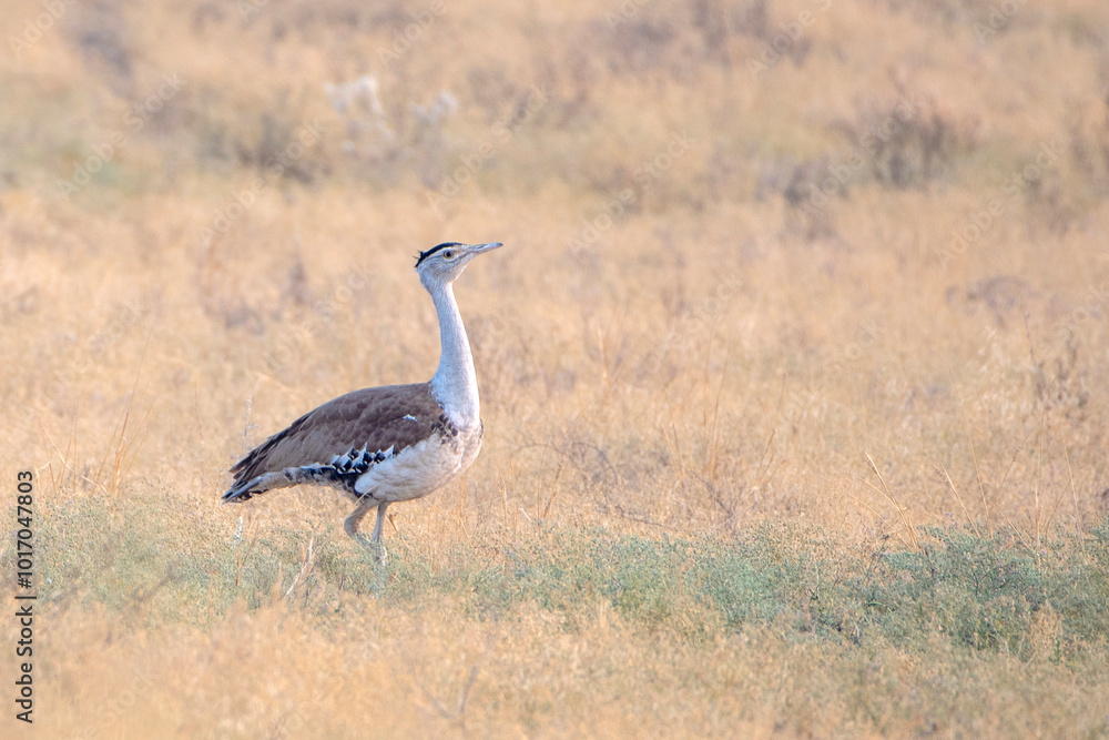 great Indian bustard or Ardeotis nigriceps at desert national park in Rajasthan great Indian bustard or Ardeotis nigriceps at desert national park in Rajasthan