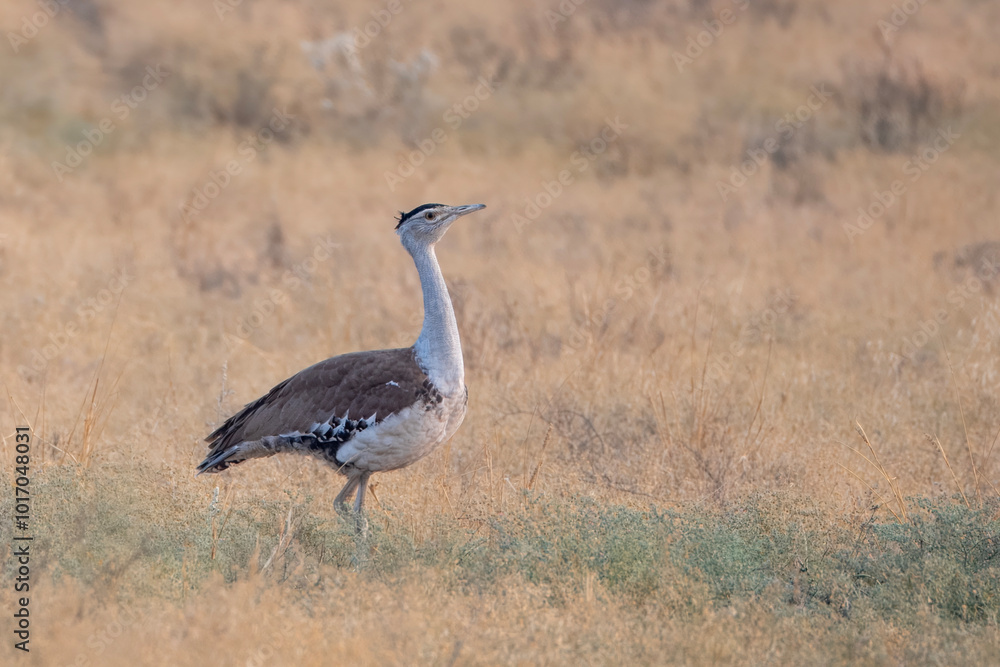 great Indian bustard or Ardeotis nigriceps at desert national park in Rajasthan great Indian bustard or Ardeotis nigriceps at desert national park in Rajasthan