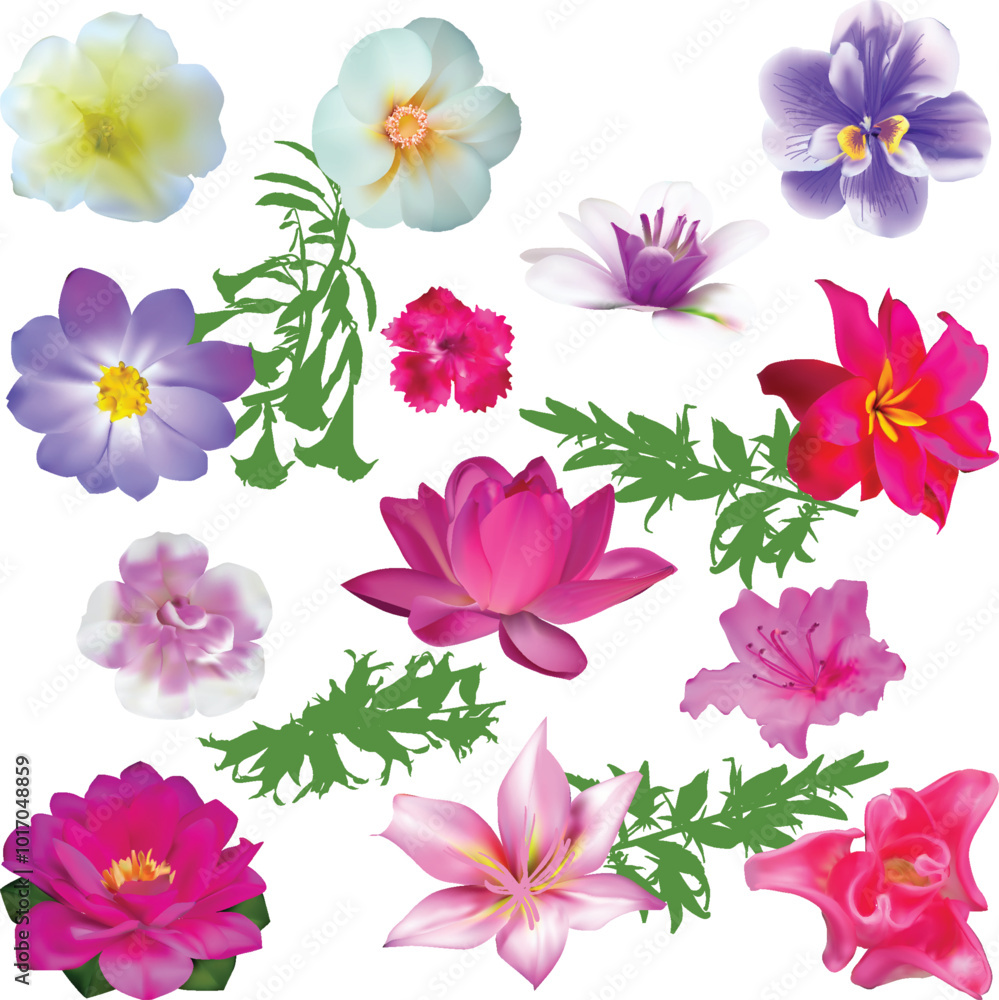 thirteen flowers isolated on white background thirteen flowers isolated on white background