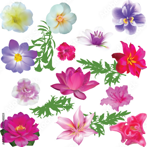 thirteen flowers isolated on white background