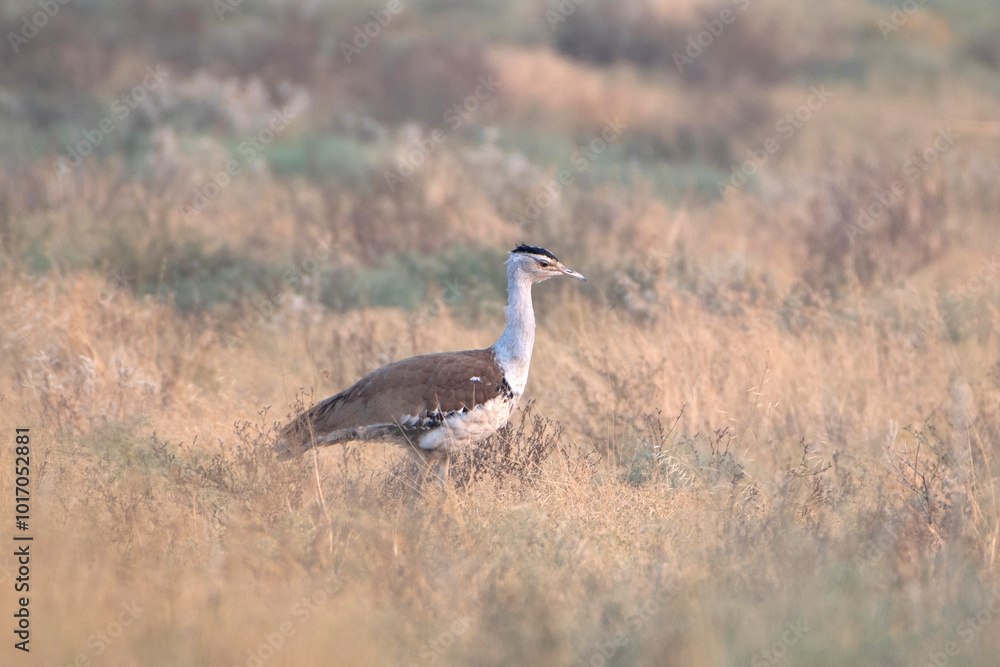 great Indian bustard or Ardeotis nigriceps at desert national park in Rajasthan great Indian bustard or Ardeotis nigriceps at desert national park in Rajasthan