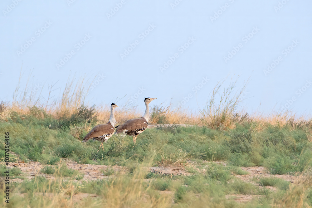 great Indian bustard or Ardeotis nigriceps at desert national park in Rajasthan great Indian bustard or Ardeotis nigriceps at desert national park in Rajasthan