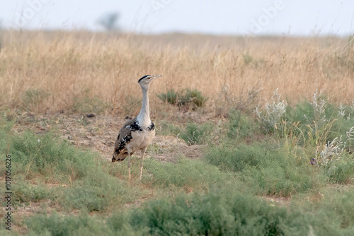 Obraz na plátne great Indian bustard or Ardeotis nigriceps at desert national park in Rajasthan