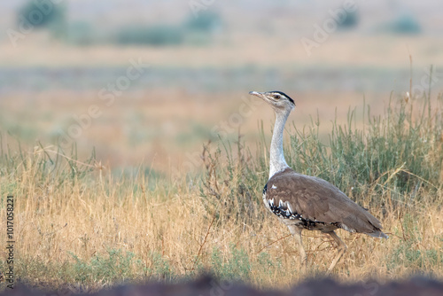 Foto great Indian bustard or Ardeotis nigriceps at desert national park in Rajasthan