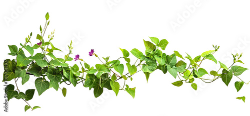 Wild morning glory leaves jungle vines isolated on white background, 