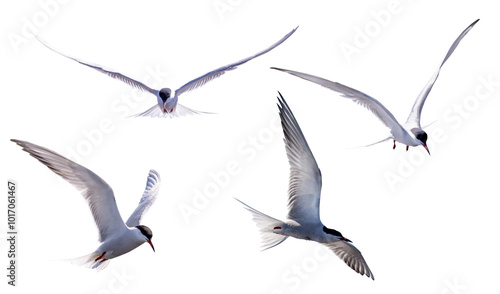 isolated on white four large sternaes in fast free flight