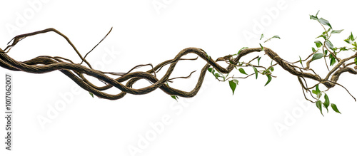 Fototapeta Naklejka Na Ścianę i Meble -  Twisted wild liana jungle vine tropical plant isolated on white background, 