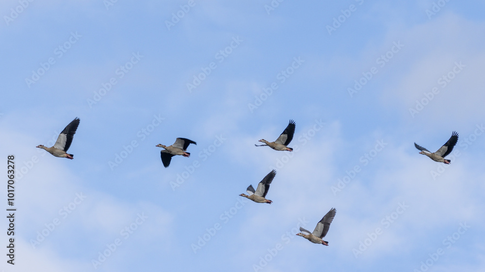 6 Nilganse (Alopochen aegyptiaca) im Flug 6 Nilganse (Alopochen aegyptiaca) im Flug