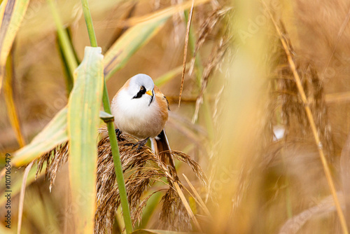 Bartmeise (Panurus biarmicus) sitzt im  Schilf photo