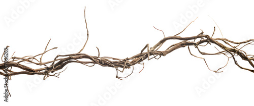 Twisted dried wild liana jungle vine tropical plant isolated on white background, 