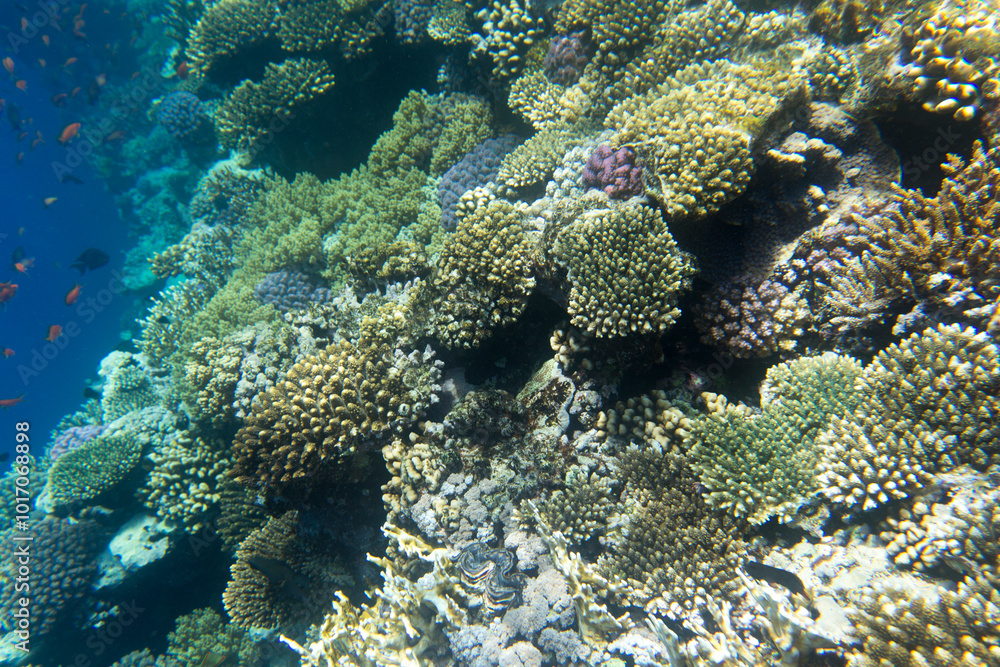 A landscape photo of coral reef A landscape photo of coral reef