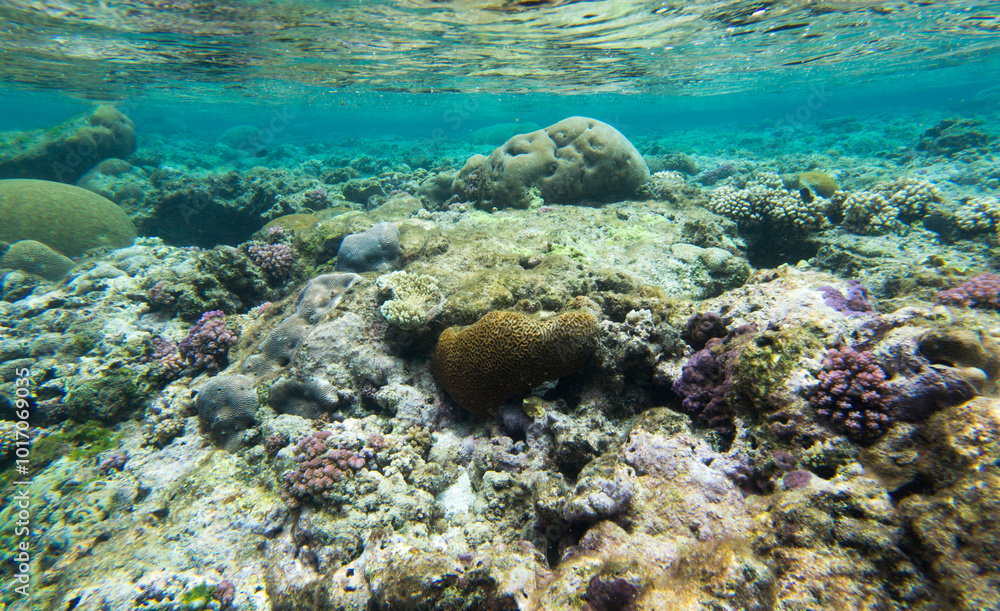 A nice photo of coral reef A nice photo of coral reef