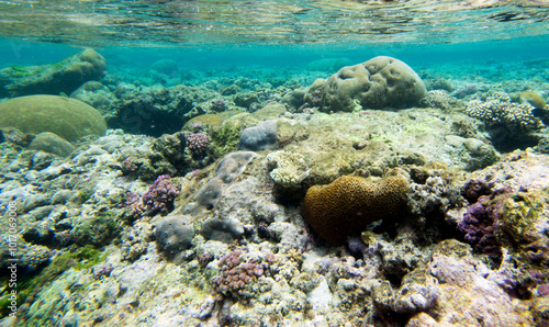 A nice photo of coral reef