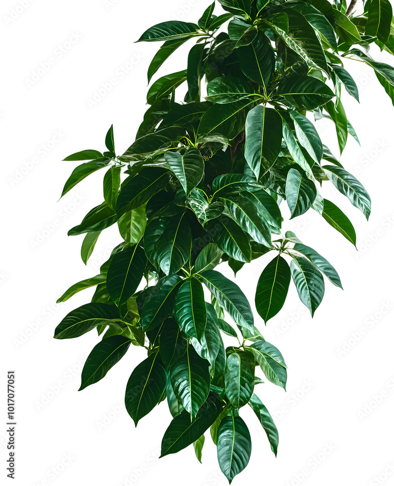Green leave tropical rainforest jungle tree with isolated on white background, Green leave tropical rainforest jungle tree with isolated on white background,
