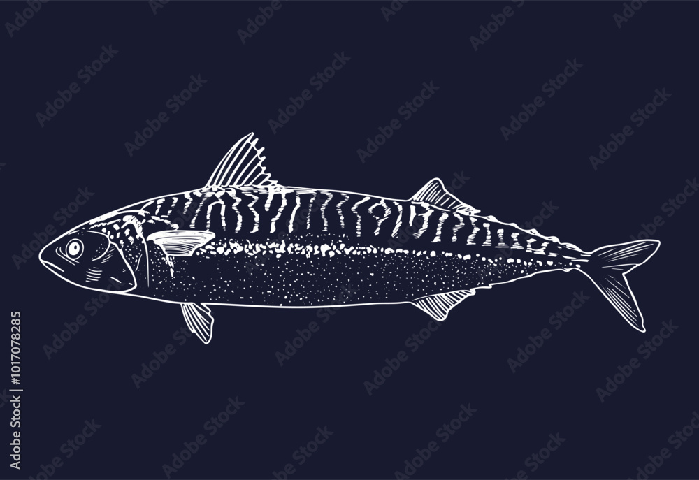 Obraz premium Mackerel fish isolated on white color on the dark background. Sketch detailed