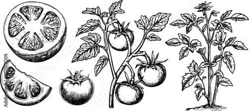 Vintage vector illustration of a tomato set with plant and leaf. Hand-drawn sketch in black ink.