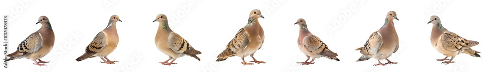 Close-up of mourning dove bird in studio light, isolated on transparent background, generative AI Close-up of mourning dove bird in studio light, isolated on transparent background, generative AI