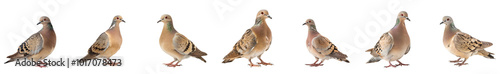  Close-up of mourning dove bird in studio light, isolated on transparent background, generative AI