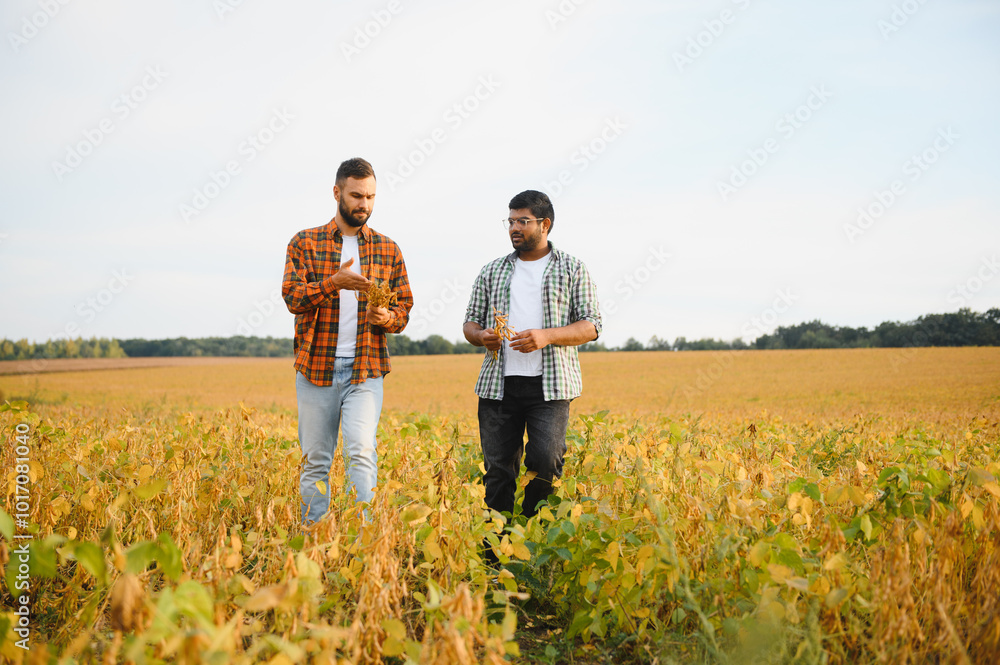 two business farmers walk through field with soybeans, talking about technology growing products two business farmers walk through field with soybeans, talking about technology growing products