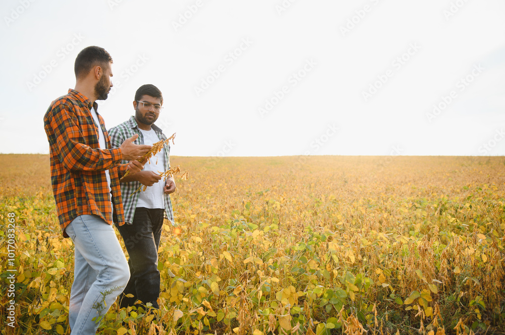 Fototapeta premium two business farmers walk through field with soybeans, talking about technology growing products