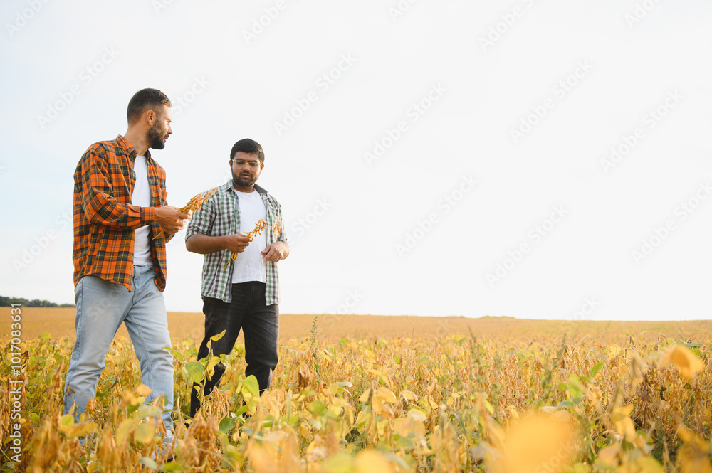 two business farmers walk through field with soybeans, talking about technology growing products two business farmers walk through field with soybeans, talking about technology growing products
