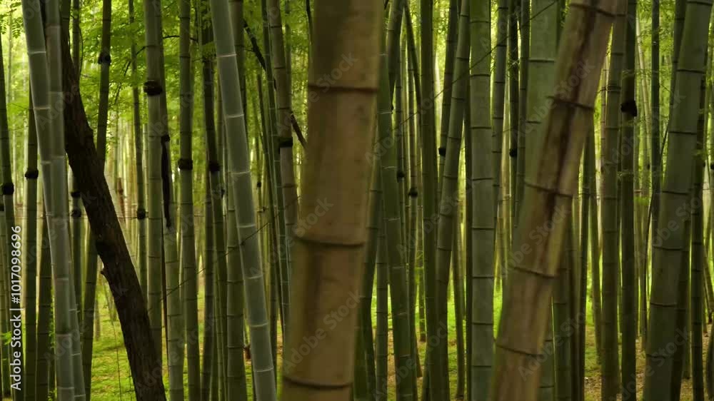 Moving along dense bamboo forest. The camera focuses on the tall, slender bamboo stalks, creating a sense of tranquility and serenity. Moving along dense bamboo forest. The camera focuses on the tall, slender bamboo stalks, creating a sense of tranquility and serenity.