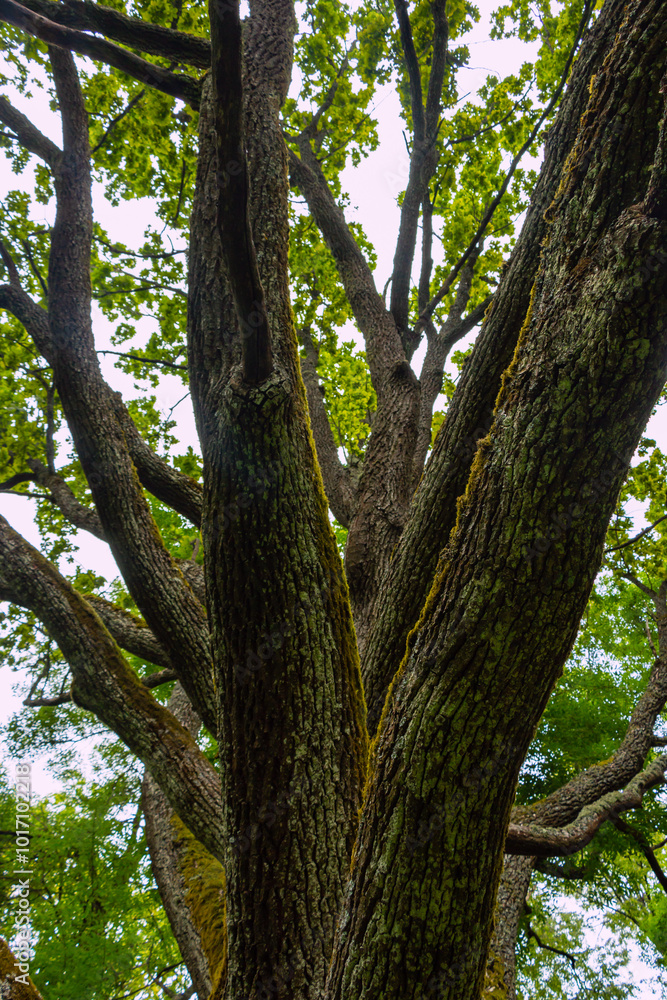 Old oak tree in the forest. Old oak tree with green moss. Old oak tree in the forest. Old oak tree with green moss.