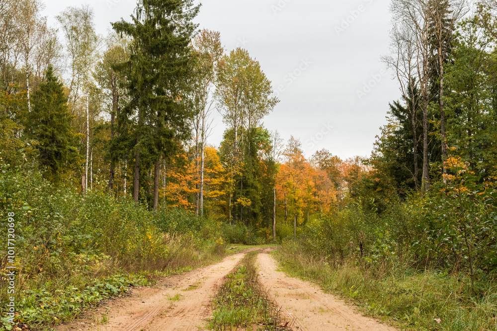 Obraz premium A sandy road runs through a picturesque wild autumn forest. Autumn landscape on a cloudy day