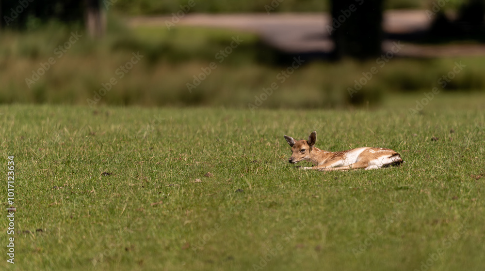 Obraz premium jeune faon avec les tâches blanches très mignon, super joli, innocent, au soleil dans un parc enherbé
