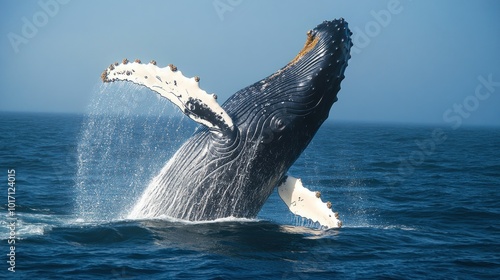 Humpback Whale Breaching with Barnacles in Blue Ocean