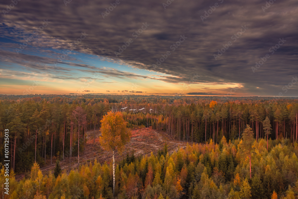 beautiful autumn sunset over forest from above beautiful autumn sunset over forest from above
