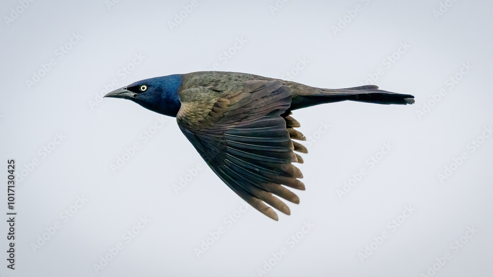 Fototapeta premium Close-up of Common Grackle bird flying
