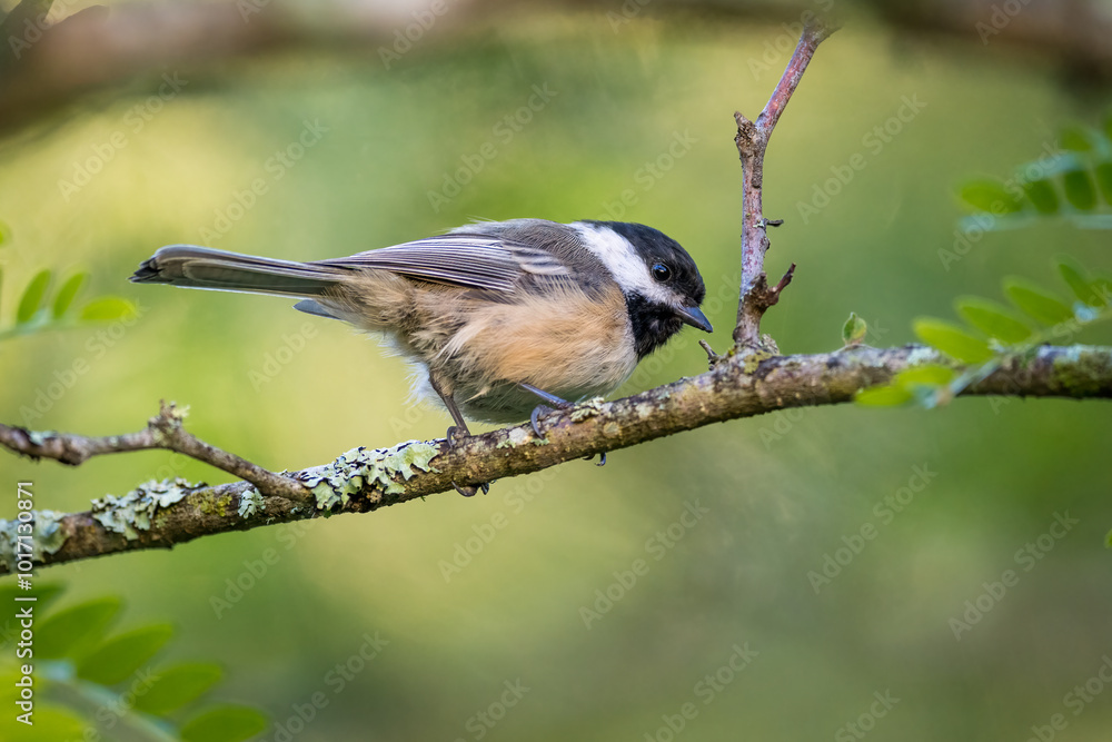 Black-capped Chickadee bird on tree branch Black-capped Chickadee bird on tree branch