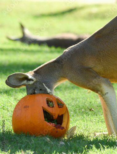 Kangaroo with head in pumpkin