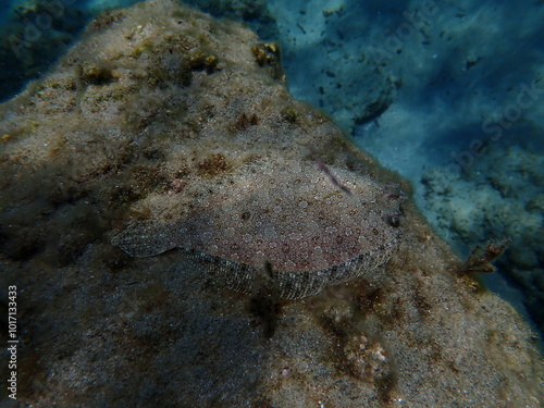 Wide-eyed flounder (Bothus podas) undersea, Aegean Sea, Greece, Syros island, Azolimnos beach photo